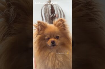 大沼晶保 ぷぐまるくんのウィンク♪Instagram 櫻坂46