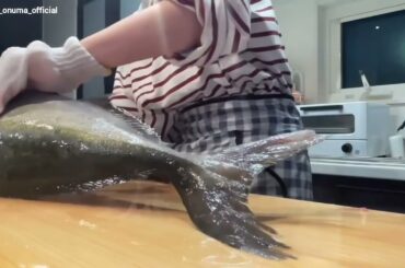 櫻坂46 大沼晶保 カンパチを捌いた時の動画♪色んな魚を捌いてみたいです！