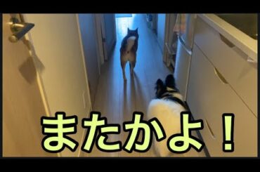 【柴犬飼い主55歳】見送りの度に遠吠えせがんでいたらいい加減拒否られた！
