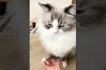 初ショート記念！ふくまるのお手てえ！特技披露♡