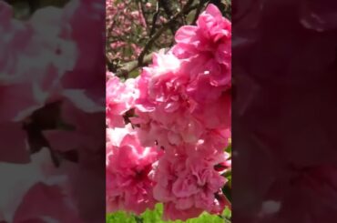 2017年の米内浄水場の桜