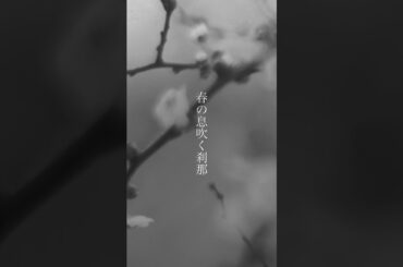 Aizome 3rd single “haru(0 to 1)” release #music #インディーズ #オリジナル曲