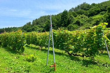 アルビオンの“高級化粧品”は畑から　白神山地もワイン作りもすべては“化粧品価値”のために - WWDJAPAN