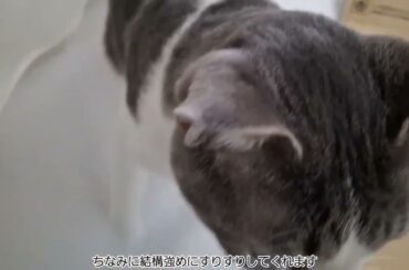 すりすりアッシュくん