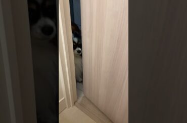 どちら様ですか？ #柴犬　#くまころー