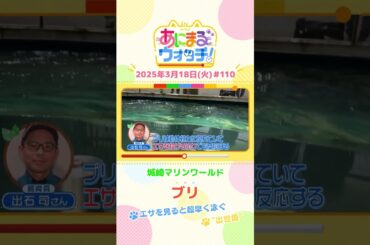 “出世魚”！「ブリ」　兵庫「城崎マリンワールド」　#shorts #読売テレビニュース #すまたん #あにまるウォッチ #動物