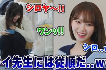 愛犬のシロがIVEのレイには従順で眺めることしかできないチェウォンが面白い