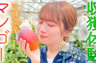 秋元真夏が大大大好きなフルーツ「マンゴー」の収穫を体験！！