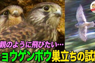 ハヤブサの仲間チョウゲンボウの狩りと子育て！幼いヒナたちは初飛行のために断崖絶壁をよじのぼれるのか!?【どうぶつ奇想天外／WAKUWAKU】