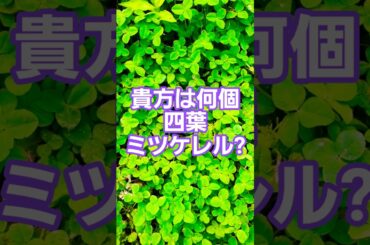 中野四葉の願い　#五等分の花嫁 #佐倉綾音 #五つ子 #アニメ