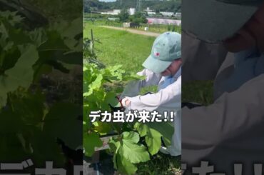 【珠理奈ファーム】プライベートでオクラを収穫！！#shorts