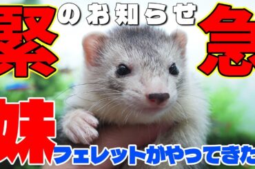 緊急報告！はるなの妹をお迎えしました！【おしゃべりフェレット動画】  #ferret  #フェレット #ペット #小動物