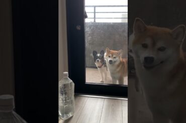 イタズラしないからあけろ！