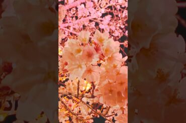 西都原古墳群の夜桜🌸 #桜 #夜桜 #西都原古墳群 #ケツメイシ