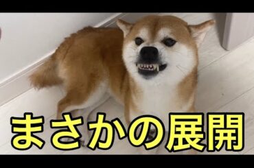 【柴犬飼い主55歳】癒し80%、怒り20%。柴犬くまころーの二面性。