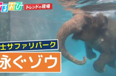 【ひるおび】夏だけの「泳ぐゾウ」！！浦野アナウンサーが富士サファリパークをご紹介