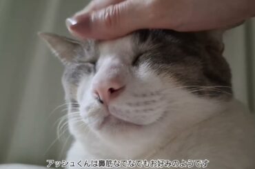 なでなで大好きアッシュくん