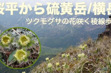 八ヶ岳に咲くツクモグサ　桜平から硫黄岳/横岳を通りツクモグサ群生地へ　フワフワ毛むくじゃらのカワイイお花に会えました！