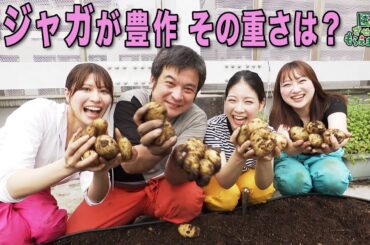 【春ジャガイモを収穫！】山﨑アナ参戦、採れたジャガイモの重さを当てろ！計量対決。「園芸させてもらえませんか？」＃117（2025年7月6日OA)