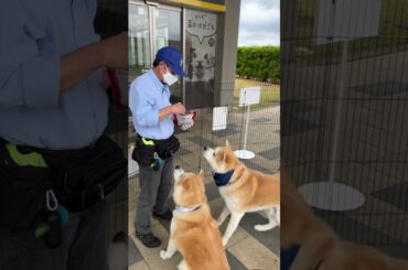 【秋田犬のお出迎え】あきたいぬ大館能代空港長「煉翠（れんすい）くん&月花（るか）ちゃん」🐾いつもありがとう💕 2025.6.18 #秋田犬 #akita #大館能代空港