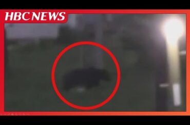 【クマ厳重警戒続く】52歳男性を襲ったクマ見つからず、現場では“事故前”から目撃や痕跡相次ぐ　住宅街の出没は非常にまれ…専門家「何かのきっかけで執着したか」