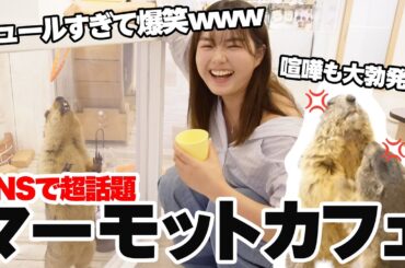 【衝撃】日本初マーモットカフェ！動きがクセ強すぎて笑いが止まりませんでしたwww