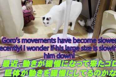 最近、動きが緩慢になって来たゴロ！巨体が動きを緩慢にしてるのかな！Goro's movements have become slower recently! I wonder if his large