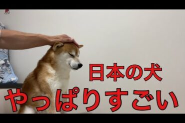 【柴犬飼い主55歳】