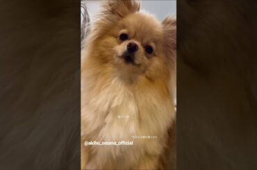 大沼晶保 食べ盛りなぷぐまる君♪Instagram 櫻坂46