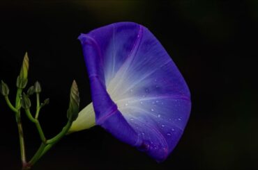 「夢の中へ 」斉藤由貴（水響曲 第二楽章version）