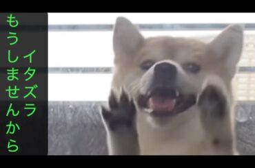 【柴犬飼い主55歳】柴犬、ついに出禁!? ベランダ越しの攻防戦