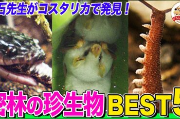 【千石先生が行きたい国No.1】コスタリカの密林に棲む珍生物ランキング！○○を食べるヘビ、世にも珍しい白い〇〇、ミミズと昆虫の中間生物など【どうぶつ奇想天外／WAKUWAKU】