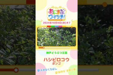 独特な”求愛行動”！ハシビロコウ「ボンゴ」　兵庫・神戸どうぶつ王国 #shorts #読売テレビニュース #すまたん ＃あにまるウォッチ #動物