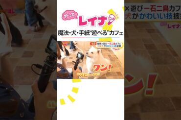 #小山内鈴奈 アナもふもふサモエドに大興奮❣️食事×遊びが一石二鳥で楽しめる話題のカフェを体験リポート #めざましテレビ #やってレイナ #shorts