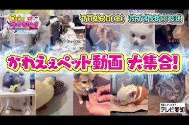 かわえぇペットあわ～ど～スマホで撮ったウチの子世界一！愛だだもれ～　2025年7月26日（土）夜7時58分放送｜テレビ愛知