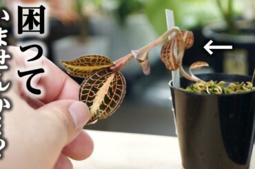 育て方のポイントを全て教えます！「難しい・溶ける・枯れる」と言われる観葉植物がこちら…【ジュエルオーキッド】