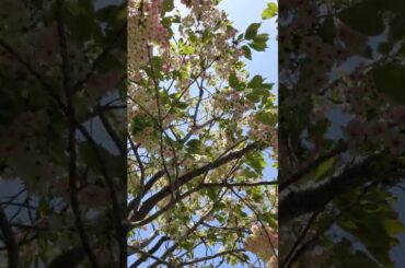 🌸🌸5　#何桜？ #ウコン#鬱金（#大島桜系で#日本原産の#栽培品種の#サトザクラ群 #名前は#ショウガ科の#ウコンの根を#染料に用いた#鬱金色に#由来 #別名#浅黄　#浅草