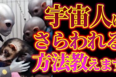 宇宙人にさらわれる方法を教えます！【おしゃべりフェレット動画】  #ferret  #フェレット #ペット #小動物
