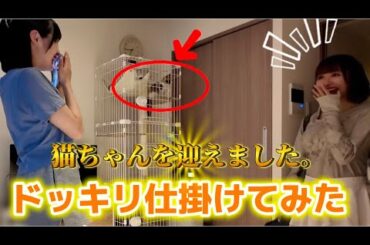 相方に内緒で猫を飼い始めたのでホントドッキリ仕掛けてみた