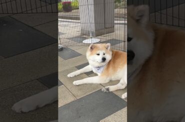 【秋田犬のお出迎え】あきたいぬ大館能代空港長🐾月花(るか)空港長、いつもありがとう💕 2025.6.8 #秋田犬 #akita #大館能代空港