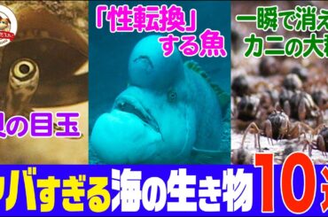 【海の日SP】“銃”を撃つエビ、一瞬で消えるカニの大群、「性転換」する怪魚…衝撃的な海の生きもの10選！【どうぶつ奇想天外／WAKUWAKU】