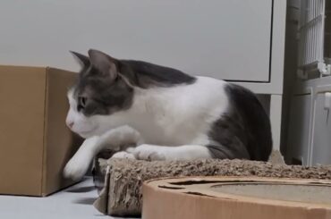 爪とぎの上のアッシュくん