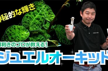 【ジュエルオーキッド】宝石のように輝くジュエルオーキッド（宝石蘭）のおすすめ！