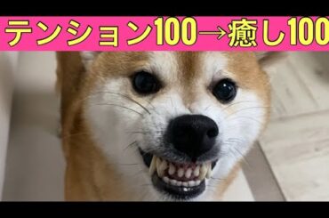 【柴犬飼い主55歳】おはようございます!! 取引先に全力あいさつしたら、反応が…!? その後、柴犬とパピヨンが癒しの見送り