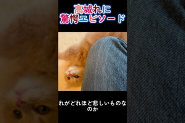 【新展開】高城れにの家に“もふもふ天使”が舞い降りた！？ #高城れに #ももクロ #新しい家族 #子猫との生活 #猫好きと繋がりたい  #芸能人