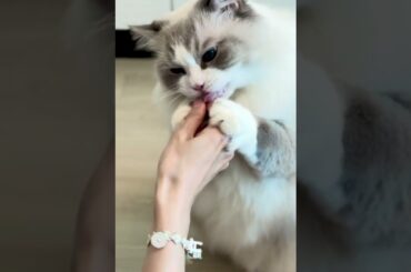 猫のお手とおかわり！待て！よし♡ふくまる天才！#shorts  #猫 #猫のいる暮らし  #ラグドール  #ふくまる