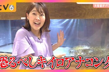 【全長３ｍのヘビも】幸運を呼ぶ⁉白ヘビも…世界のヘビが愛媛・松山に集結！