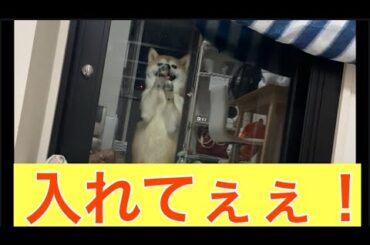 【柴犬飼い主55歳】夜中に追い出された柴犬…マド叩きで反省アピール