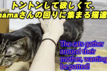 トントンして欲しくて、mamaさんの回りに集まる猫達！The cats gather around their mother, wanting to be patted!