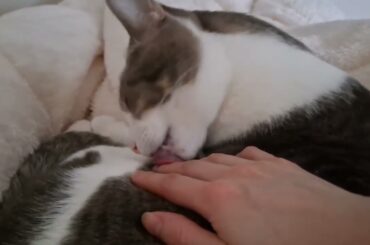 お布団の上のアッシュくん